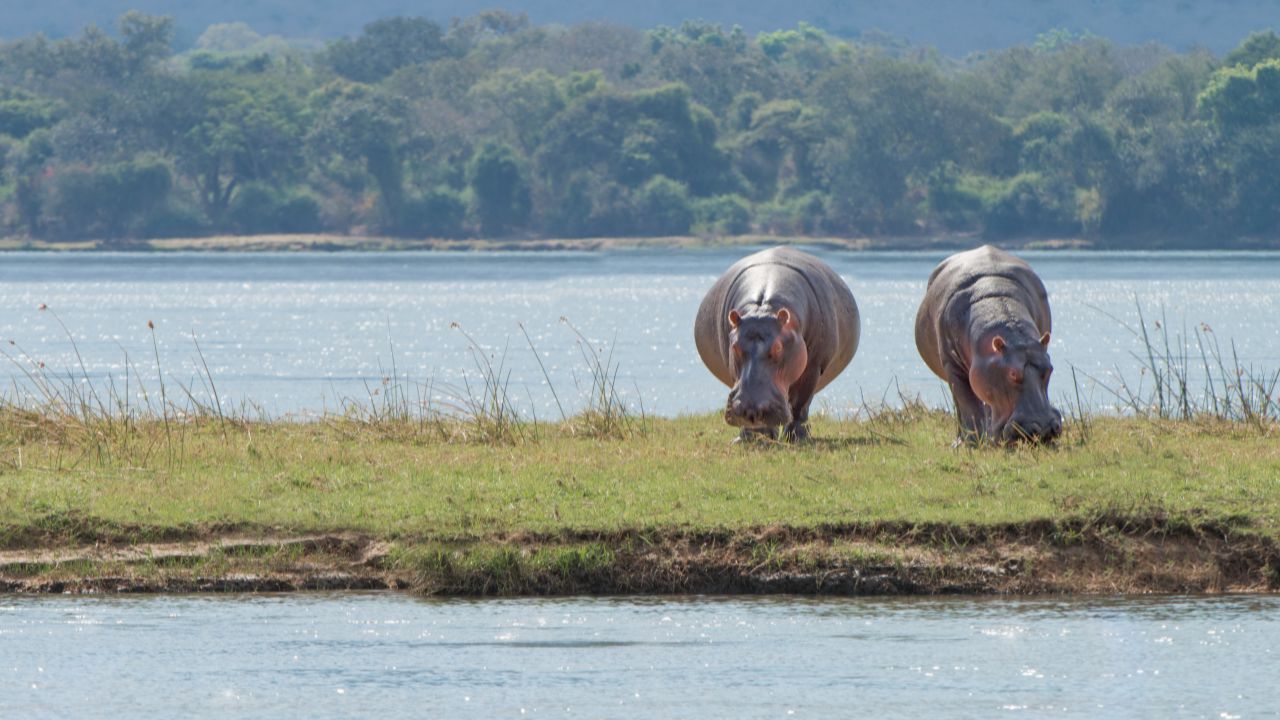 L’importanza degli animali che plasmano il nostro pianeta