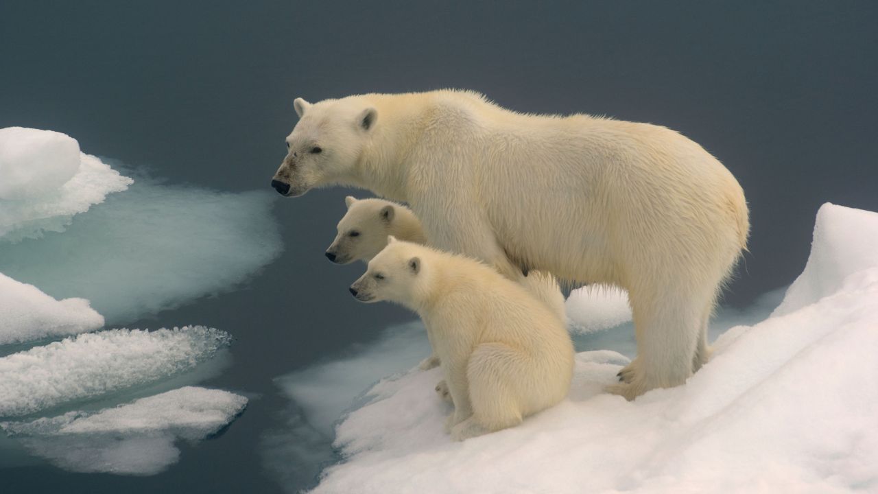 Orso polare, tra le vittime più colpite del riscaldamento globale